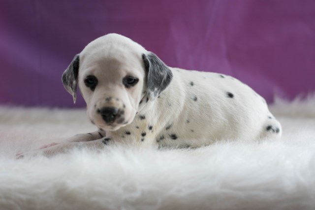 Dalmatian puppy dog for sale in Akron, Ohio