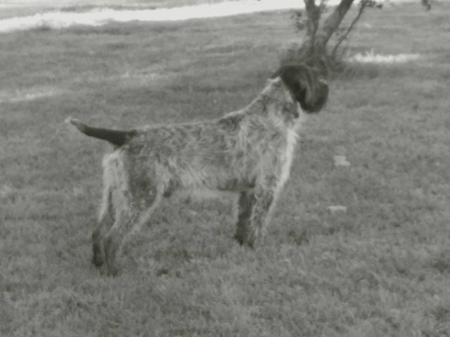 CHAMPION WIREHAIRED POINTING GRIFFON PUPPIES (Charlie Litter)