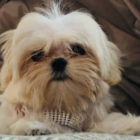 Shih Tzu puppy dog for sale in Uniondale, New York