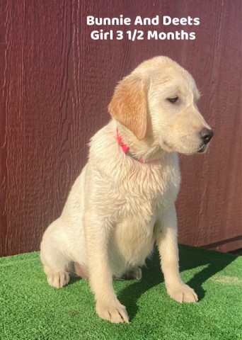 Labrador Retriever puppy for sale + 63724