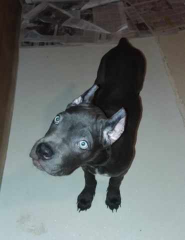Cane Corso Puppy Dog For Sale In Tobyhanna Pennsylvania