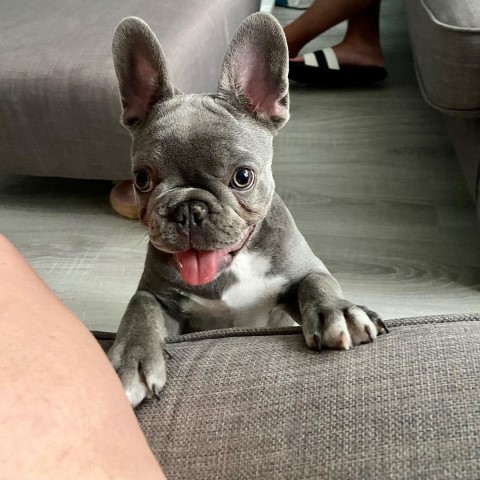 Cute French Bulldog Puppy.