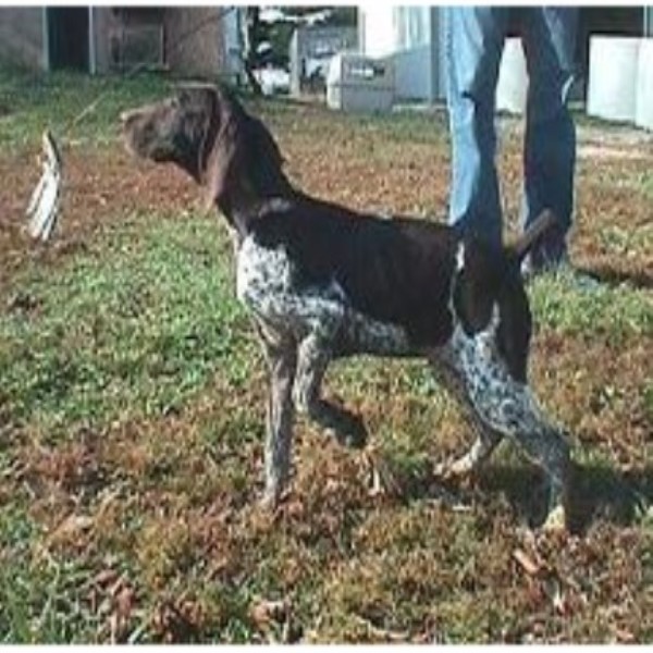 German Shorthaired Pointer puppy for sale + 47160