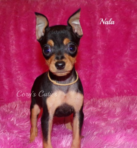 Miniature Pinscher puppies AKC