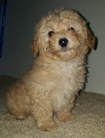 Poodle Toy puppy for sale + 55015