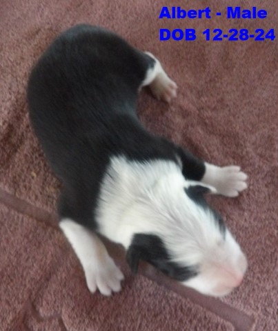 Border Collie puppy for sale + 66350