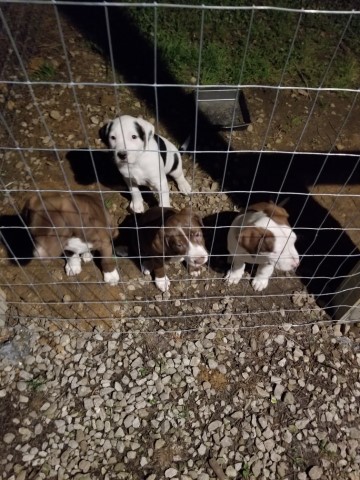 Large Pitbull Puppies 8 weeks old