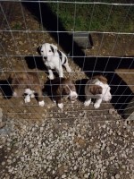 Large Pitbull Puppies 8 weeks old American Pit Bull Terrier for sale/adoption