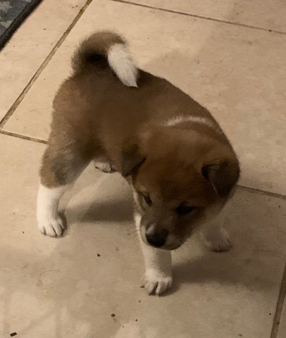 Shiba Inu Baby Girl Puppy