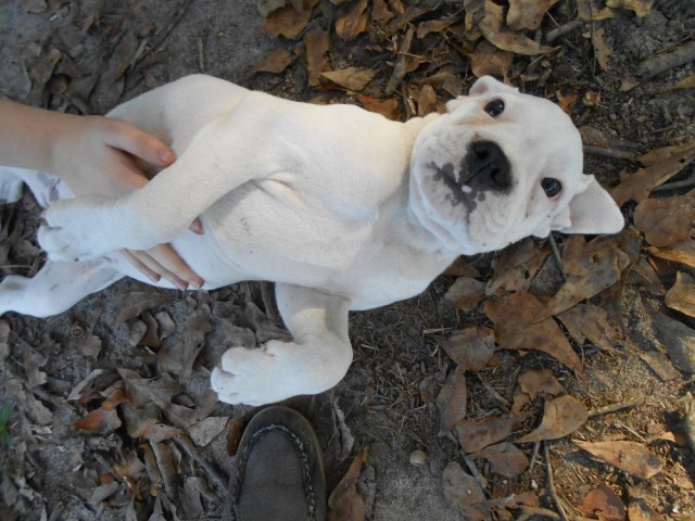 English Bulldog puppy for sale + 54119