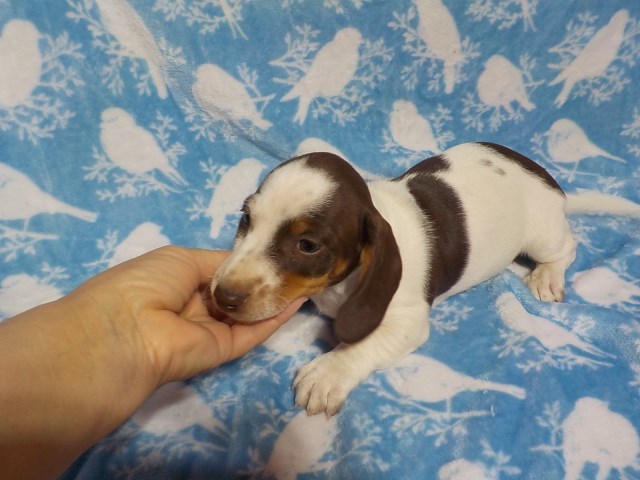 Chocolate Piebald boy