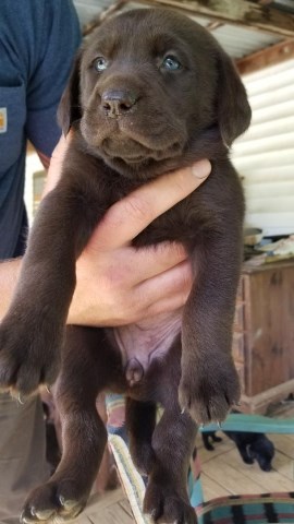 Labrador Retriever puppy for sale + 56654