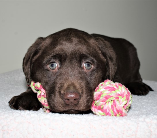 Labrador Retriever puppy for sale + 60176