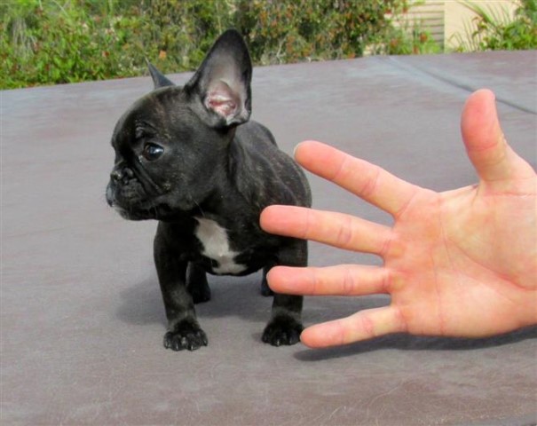 Adorable French Bulldog.