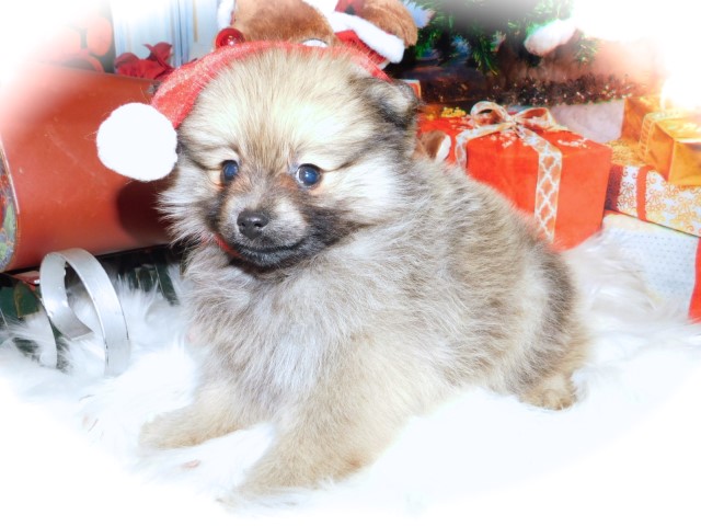 Pomeranian puppy for sale + 62177