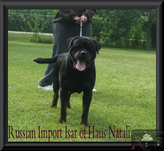 Russian Import Isar of HAus Natali X Russian Import Roll Orsik Shella