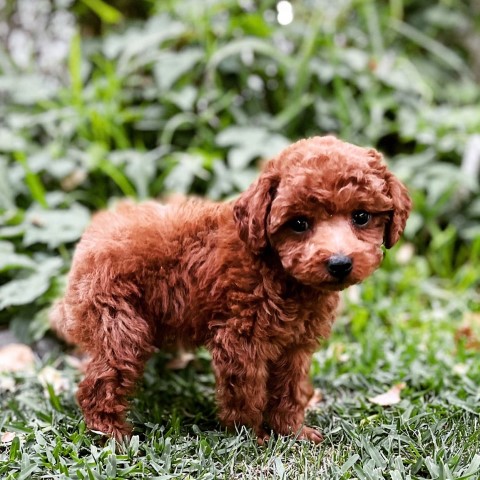 Poodle/red-male