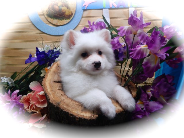Mini. American Eskimo Puppies. Extremely Intelligent. Great for KIDS!