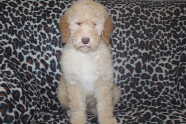 Poodle Standard puppy for sale + 54565
