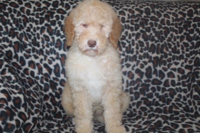 Poodle Standard puppy dog for sale in Fresno, Ohio