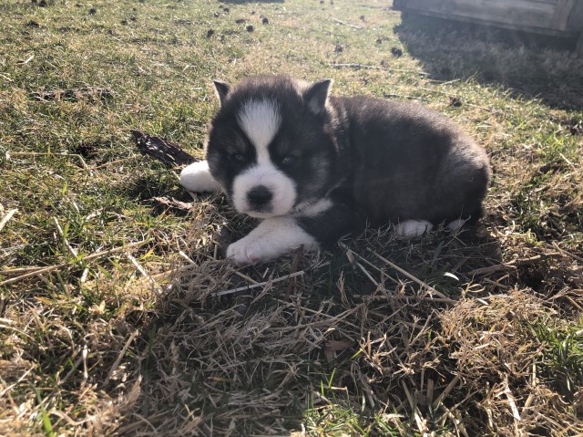 Talia’s AKC Siberian Husky Males