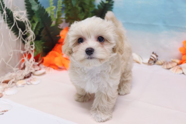Maltipoo puppy for sale + 53679