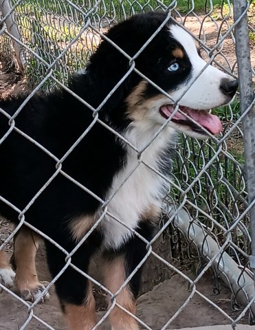 Miniature Australian Shepherd puppy for sale + 66635