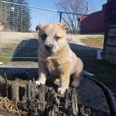 # 4 Red male Heeler pup or ACD