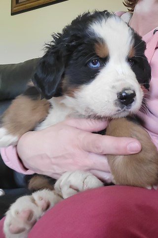Bernese Mountain pup female