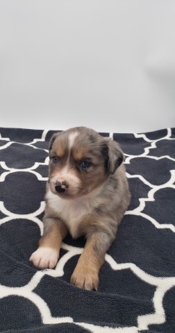 Miniature Australian Shepherd puppy for sale + 61671