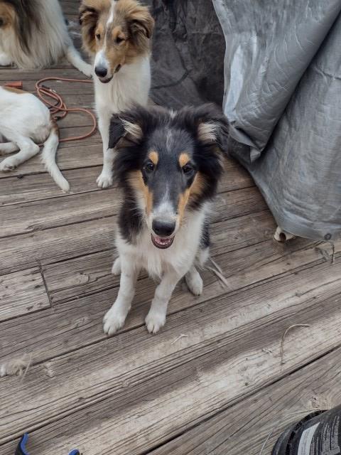 Collie puppy for sale + 66782