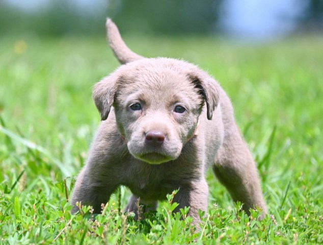 Labrador Retriever puppy for sale + 66640