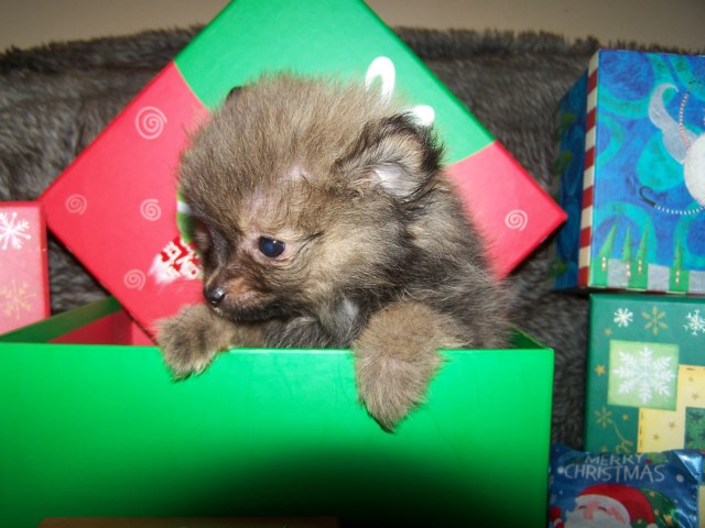 Pomeranian puppy for sale + 59505