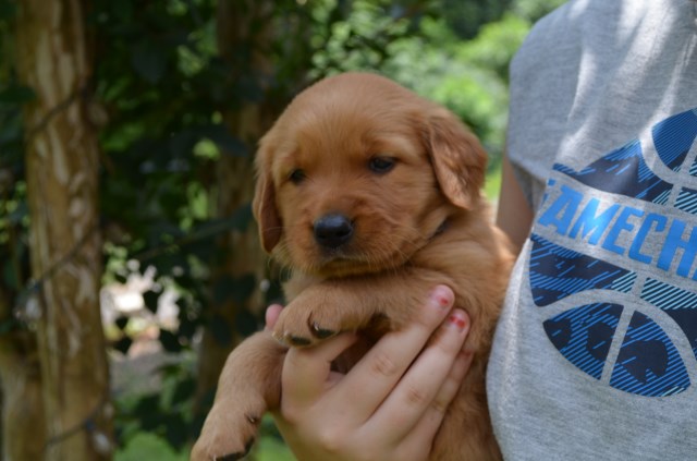 AKC Golden Retriever Puppies