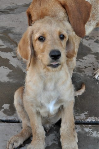 Labradoodle puppy for sale + 53213