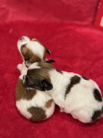 Adorable Long-Haired Chihuahua Puppies Looking for Their Forever Home!