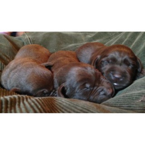 Labrador Retriever puppy for sale + 46925