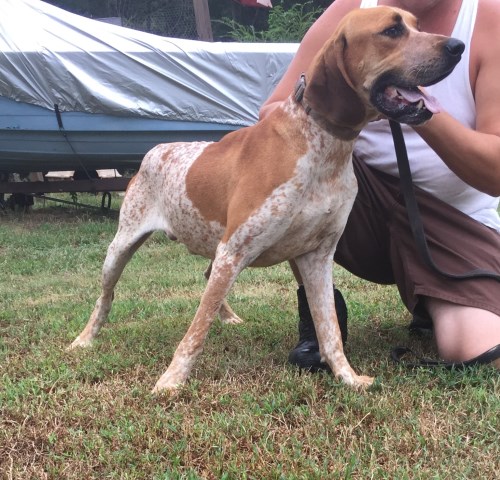 Redbone Coonhound puppy for sale + 54006