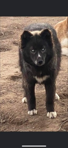 Siberian husky female