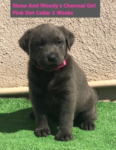 AKC Charcoal And Black Labrador Puppies