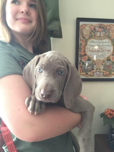 Weimaraner Pups for sale