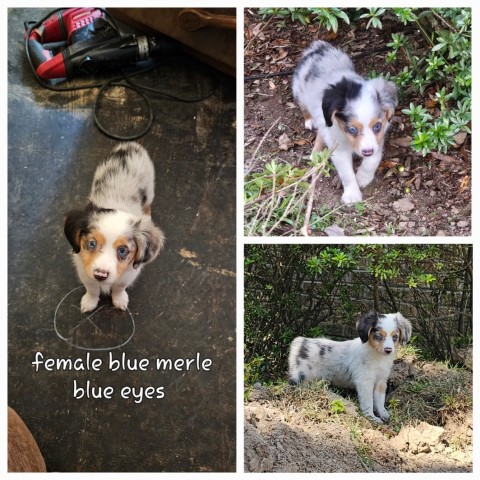 ASDR Small to Medium Toy Aussies