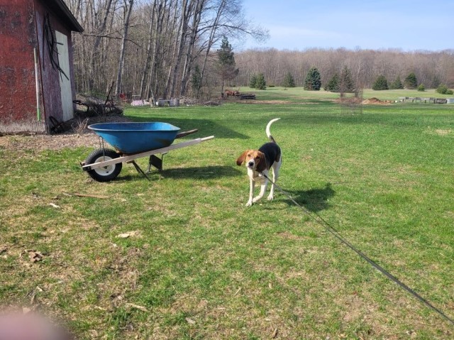 Female Walker Hound