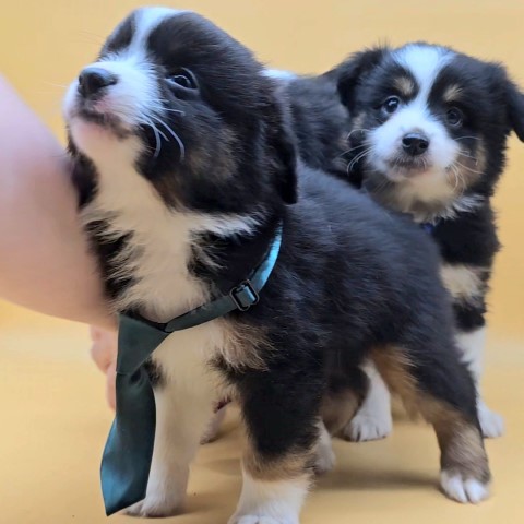 Miniature Australian Shepherd puppy for sale + 65924