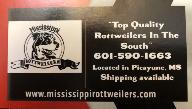 Rottweilers in MS