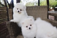 Beautiful Pomeranian puppies for good home Pomeranian for sale/adoption