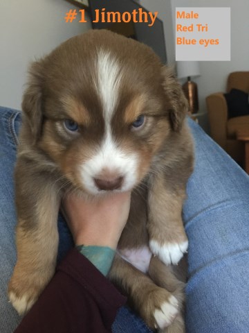 Australian Shepherd Dog puppy dog for sale in Harbor ...