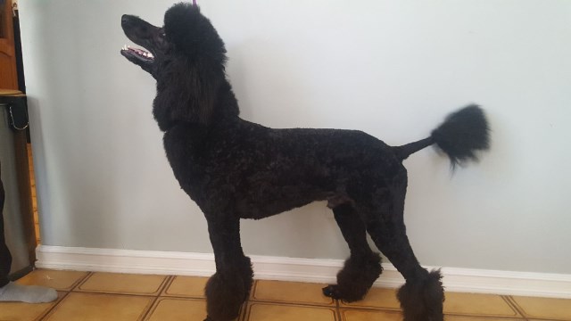 Poodle Standard puppy for sale + 55994