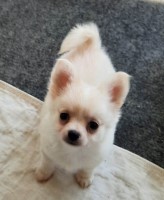 Lenny AKC limited pet price reduced Chihuahua for sale/adoption