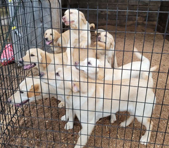 Labrador Retriever puppy for sale + 64716